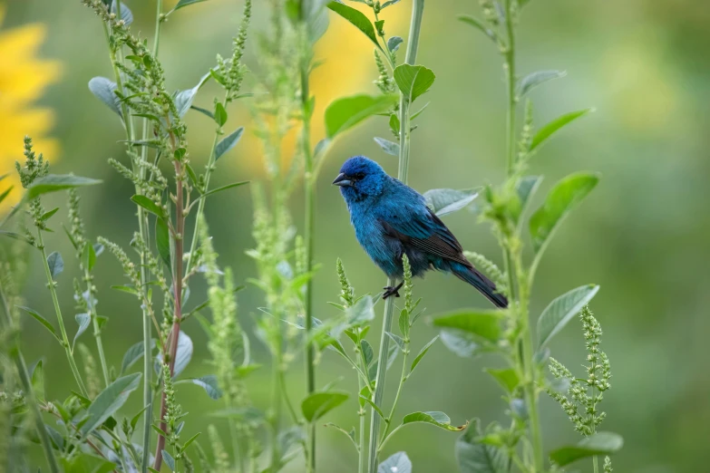 a blue bird perched on the top of a green bush