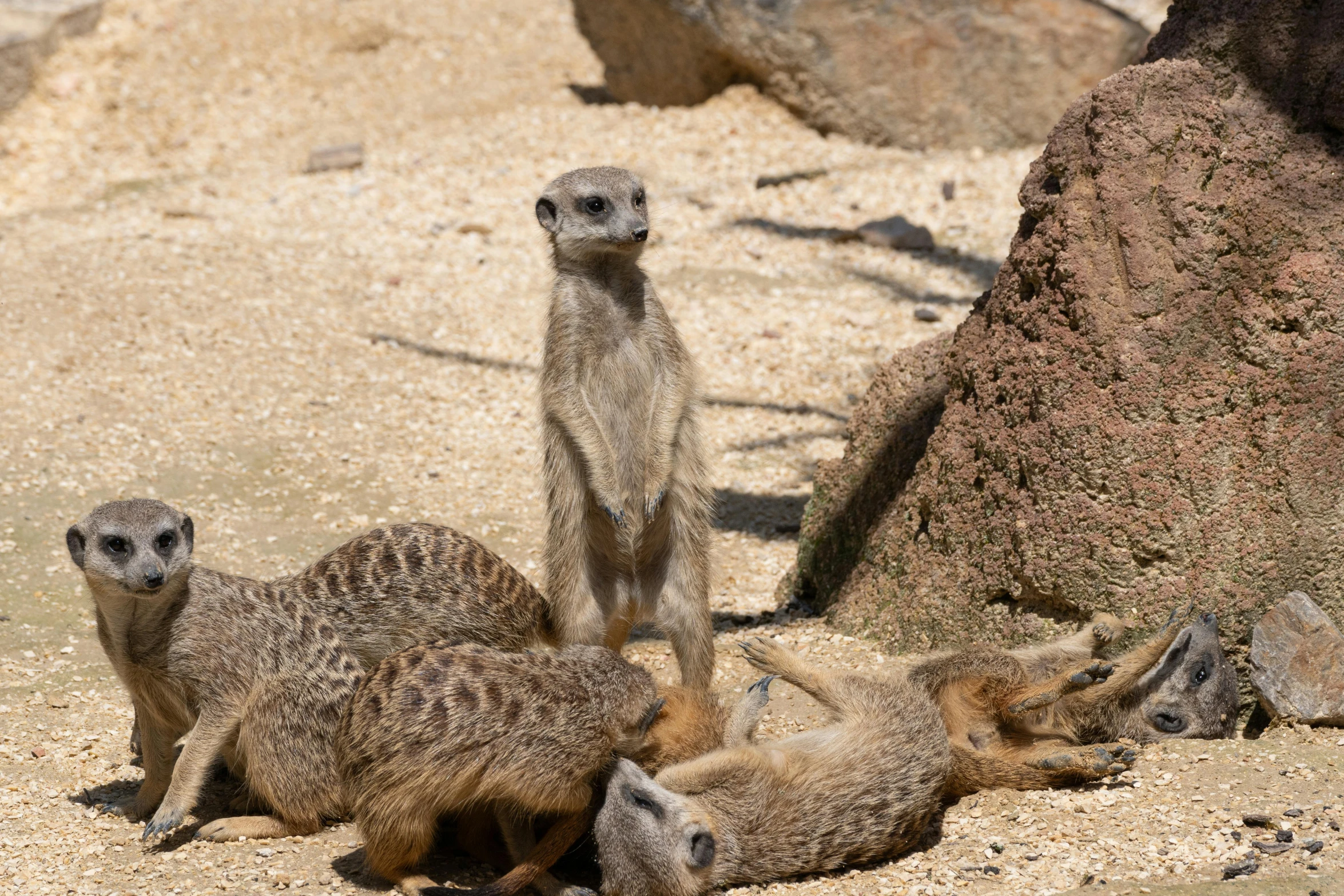 some small baby meerkats are playing on the ground