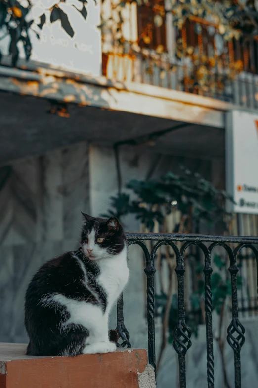 a black and white cat sitting on a iron railing