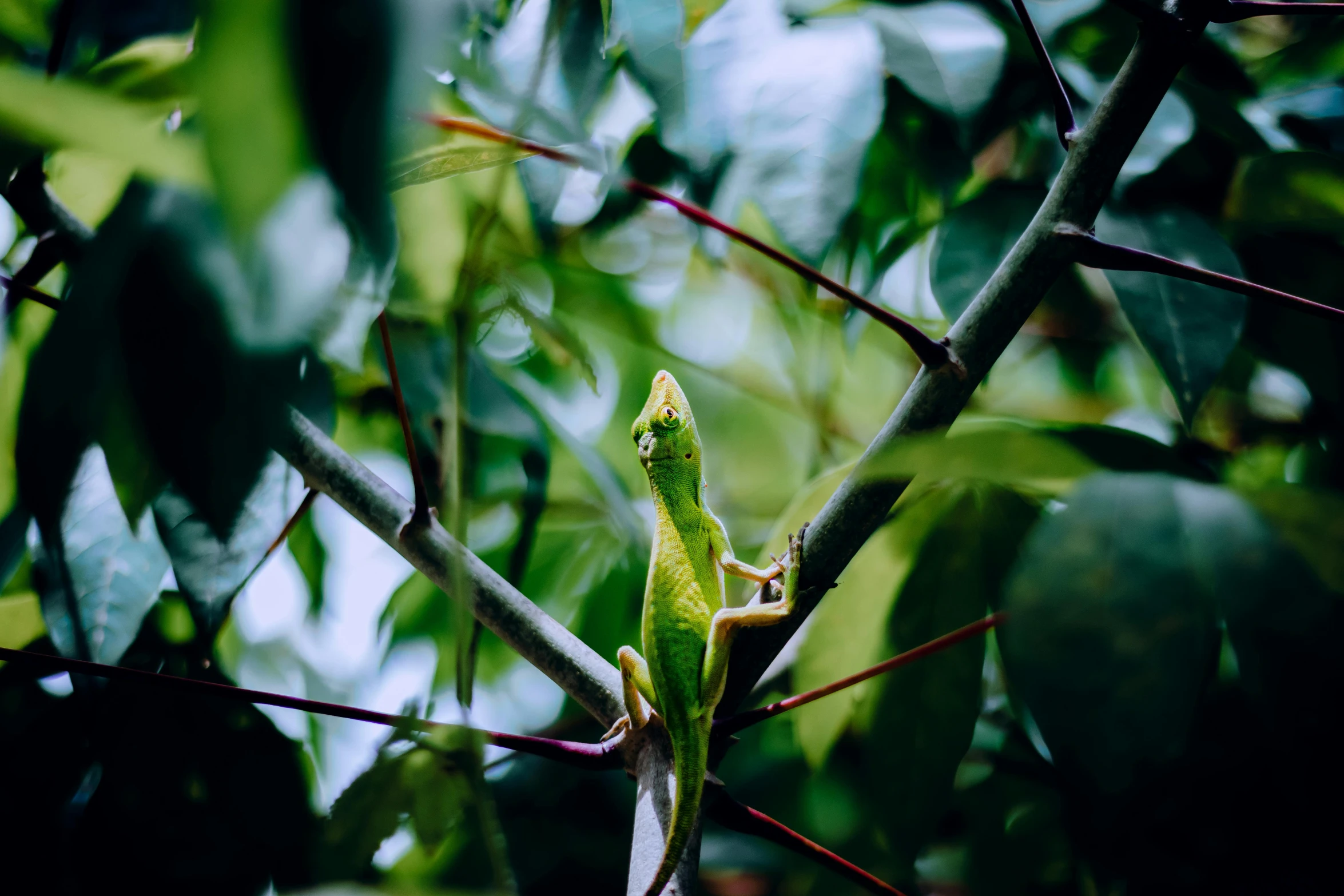 a green lizard sits on a nch in a tree