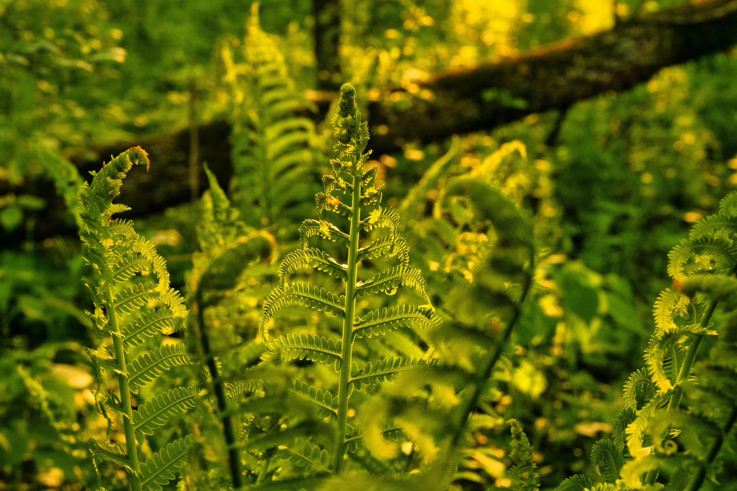 a lush green plant with leaves that are in the grass