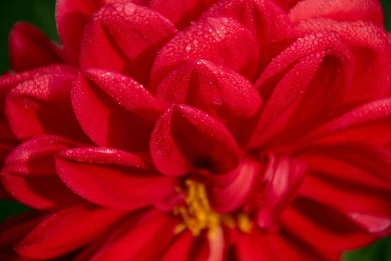 an extreme closeup s of a red flower