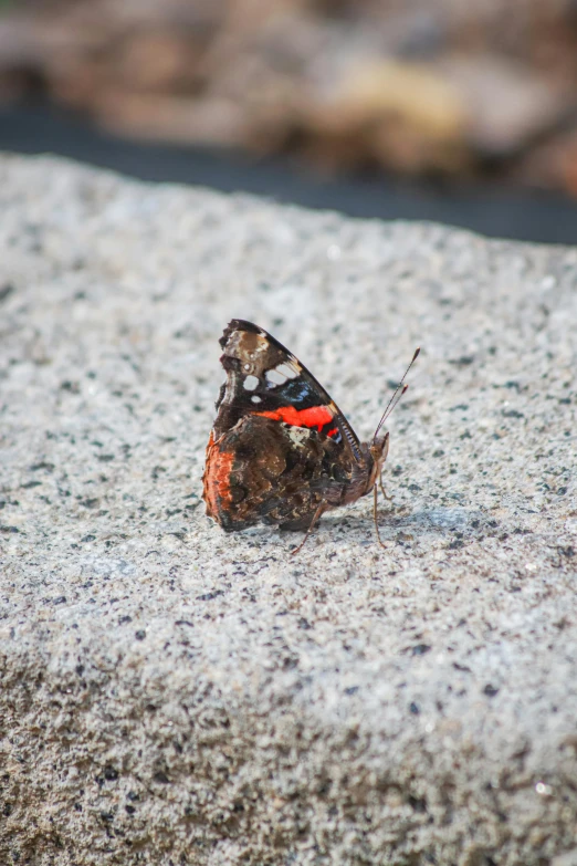 a small erfly on the ground with a little red spot