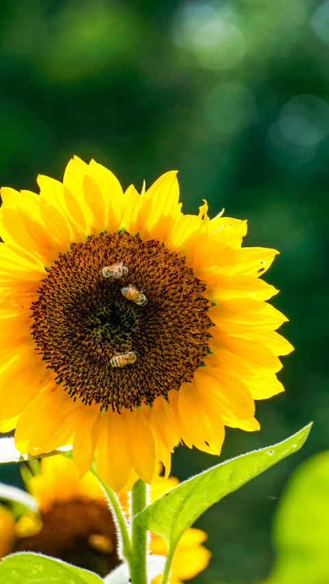 a sunflower with a bee on the petals