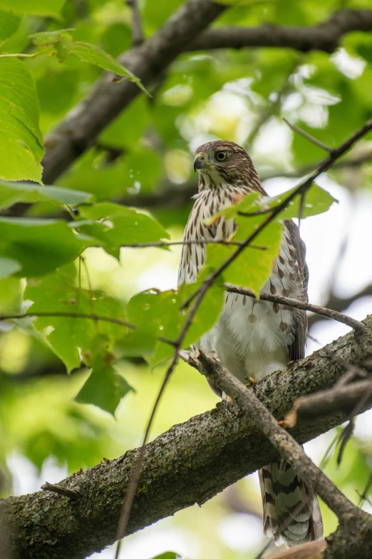 a bird perched on a nch of a tree