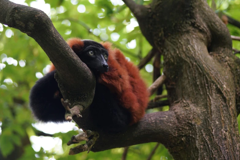 a red and black lemur on a tree nch