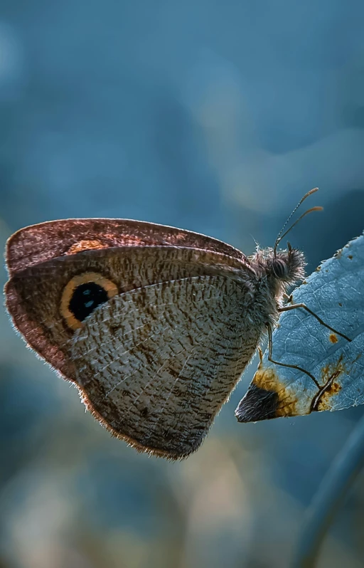 a close up of a erfly on a leaf