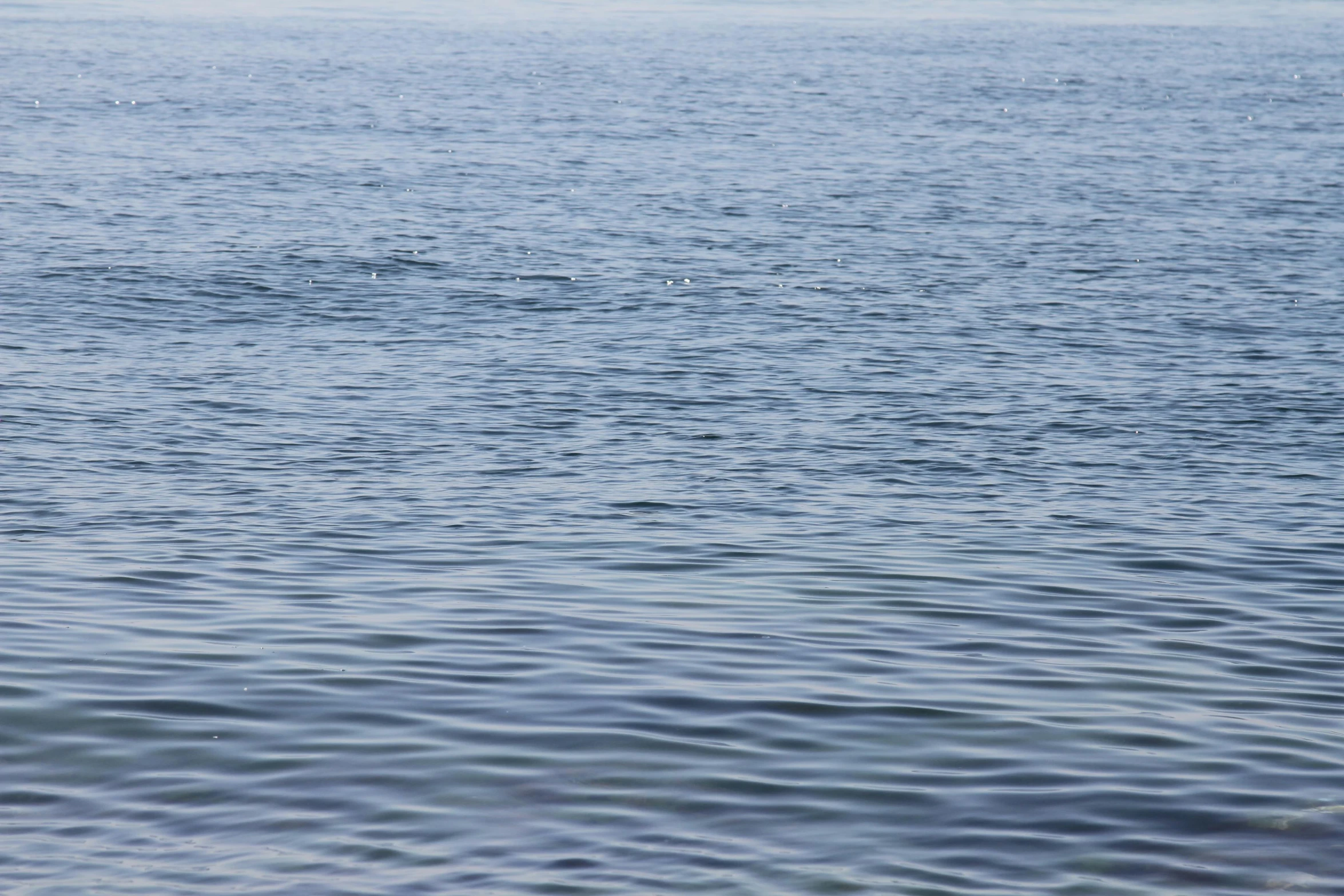 two birds that are sitting on top of a body of water