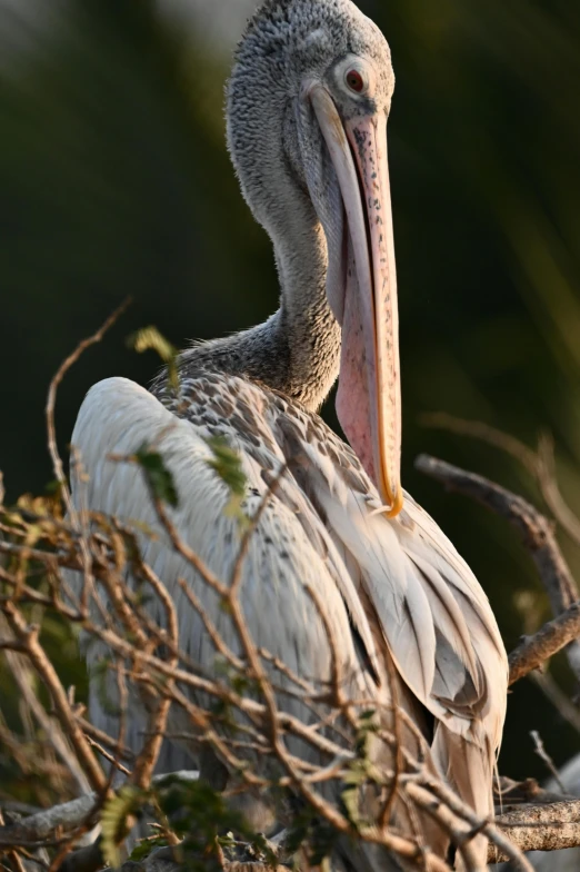 a close up of a bird in a tree