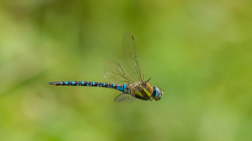 the blue dragon is flying through the air