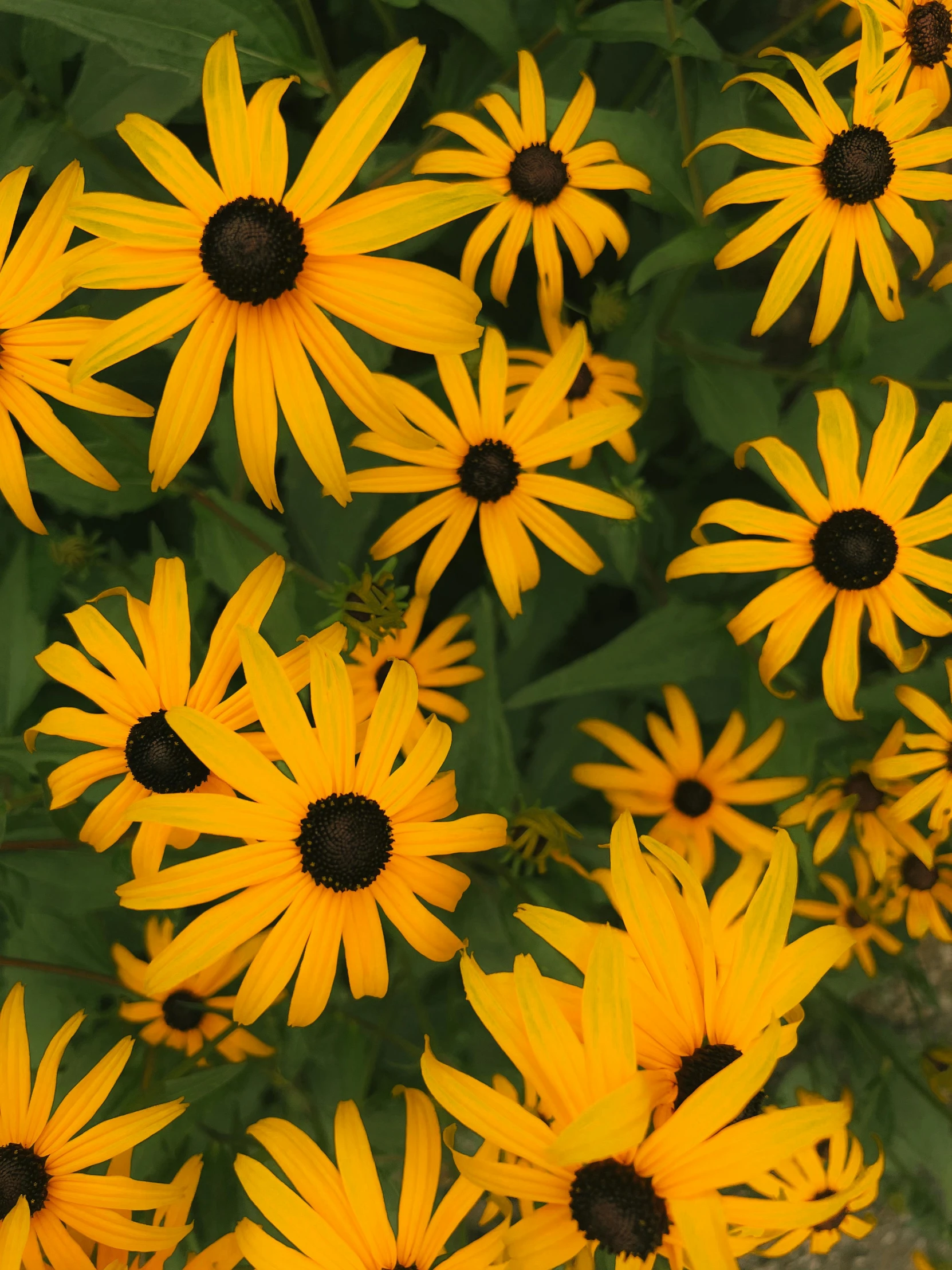 many yellow flowers in the middle of the grass