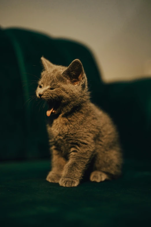 this is an image of a baby gray cat