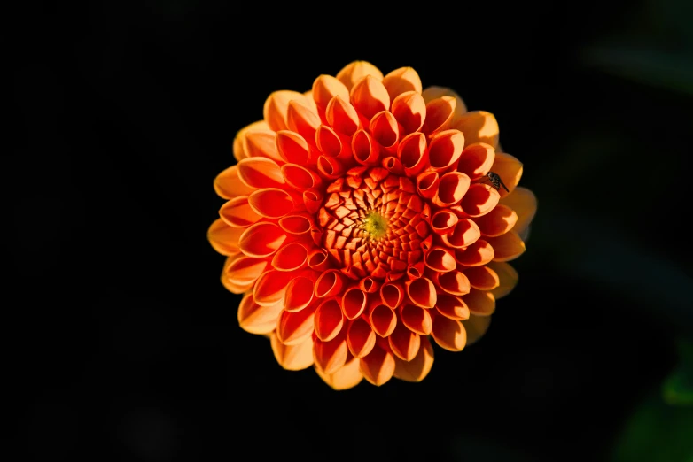 the image is taken in close up and shows the bright petals