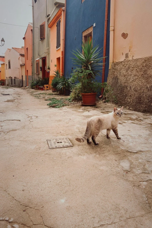 the baby animal is walking down the road