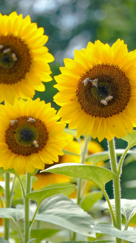 some sunflowers with bee's on them in the garden