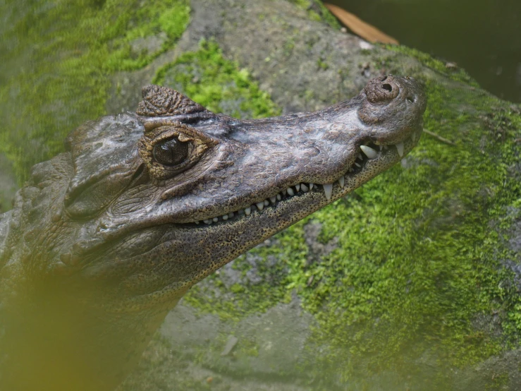 an alligator head is pictured against green moss