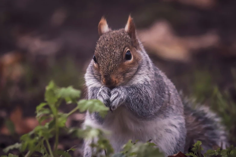 a squirrel has his front paws on soing