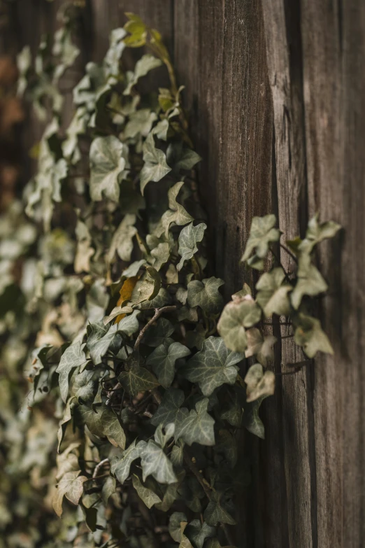 there is a vine growing up the side of a wood building