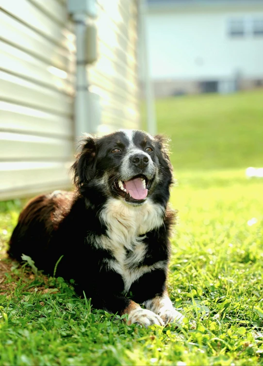 a dog sitting down in the grass near a building