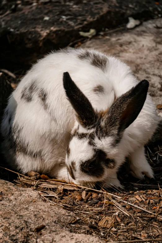 white and black bunny sitting next to fallen leaves