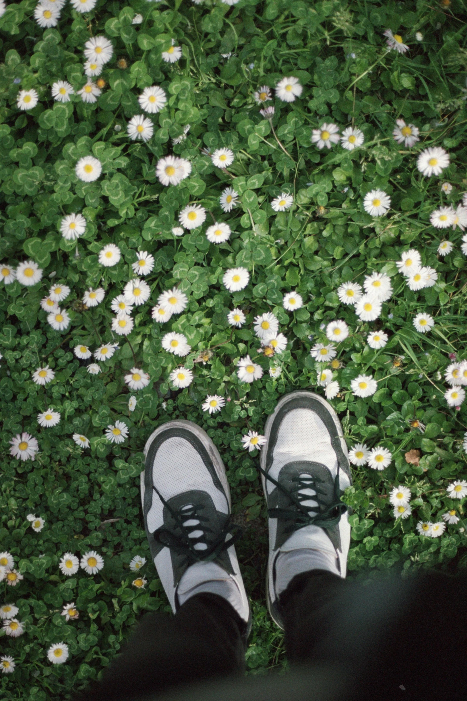 a person wearing black and white sneakers on the ground next to a field with flowers