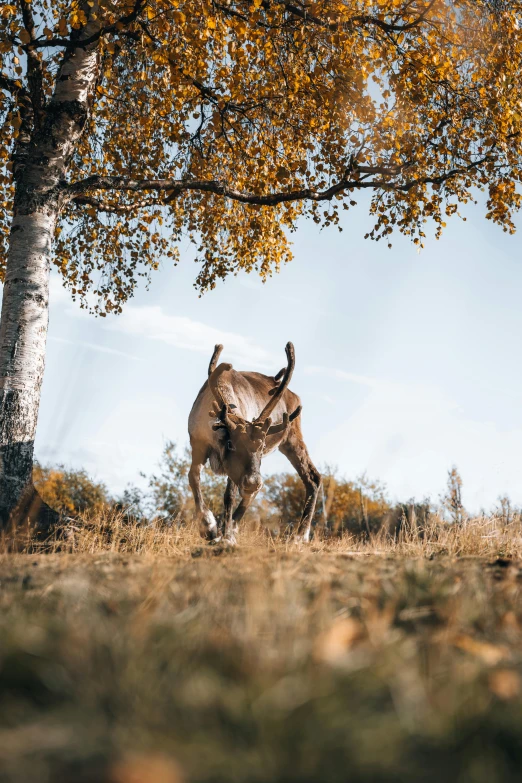 the brown horse is running through the trees