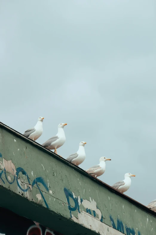 a flock of seagulls sitting on top of a building