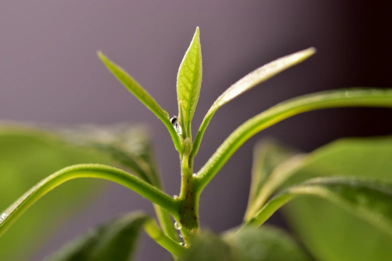 the leaves are sprouting to begin to ripen