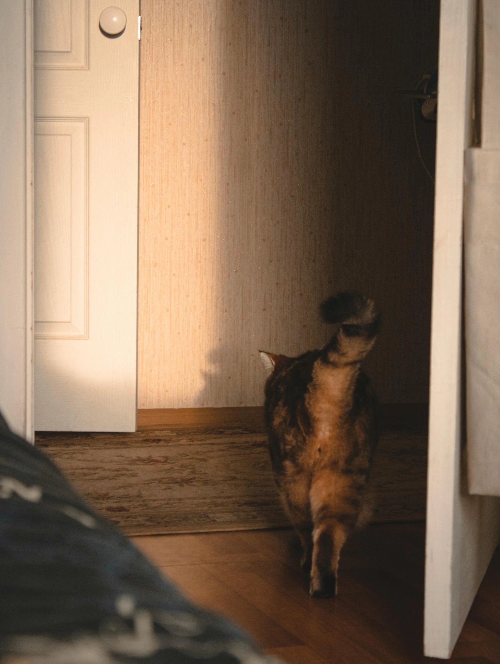 a cat is standing on the floor near an opened door