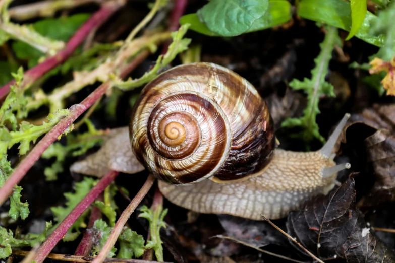 snail in an urban garden crawling on a leafy surface