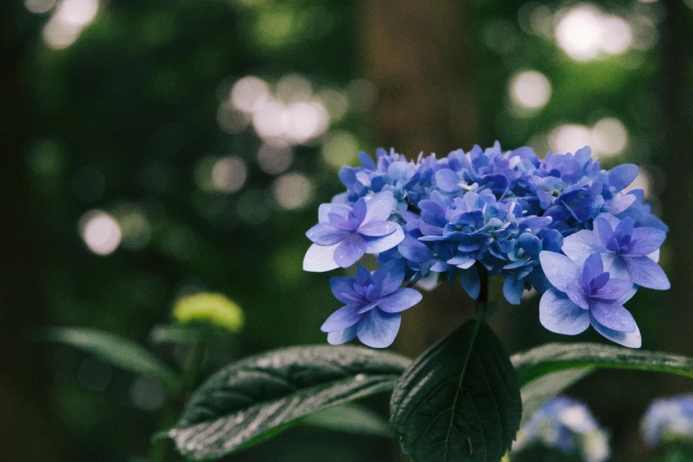 a purple flower in the middle of a forest