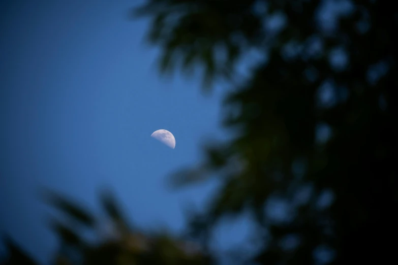 a half moon seen between the tops of trees