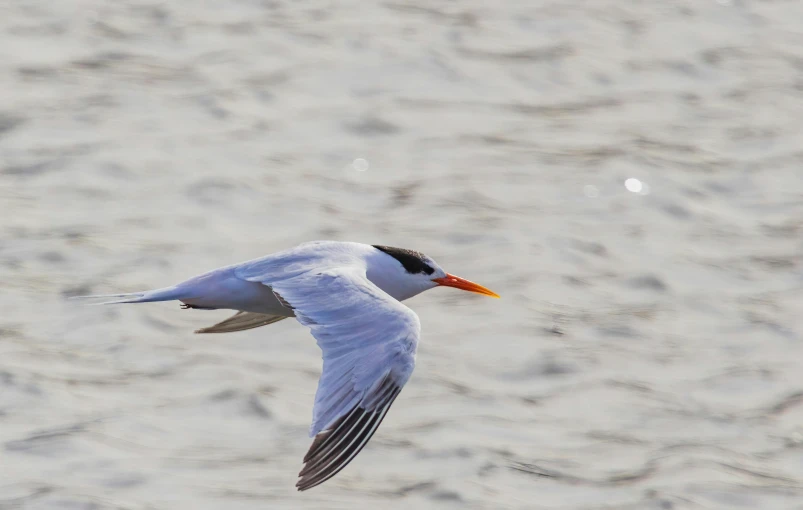 a bird flying over water next to sandy shore