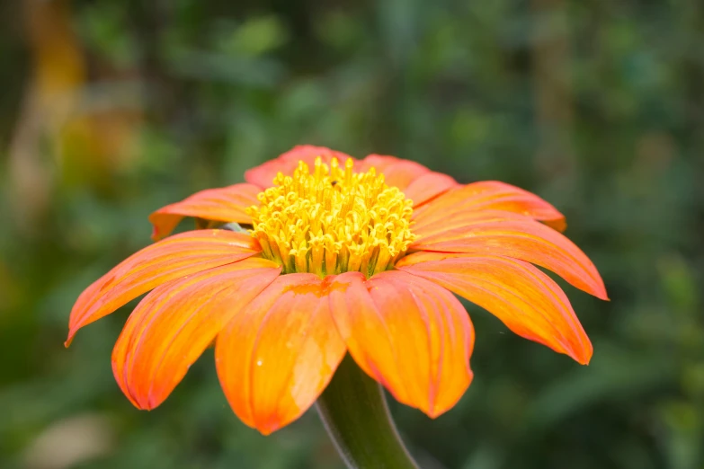 this is an orange flower with yellow tips
