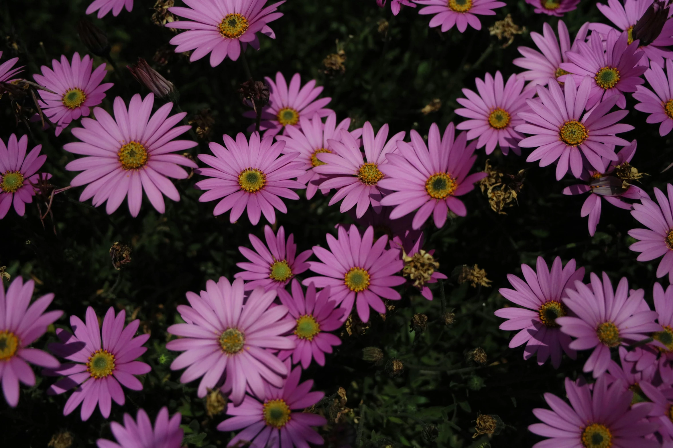 a very large group of pretty purple flowers