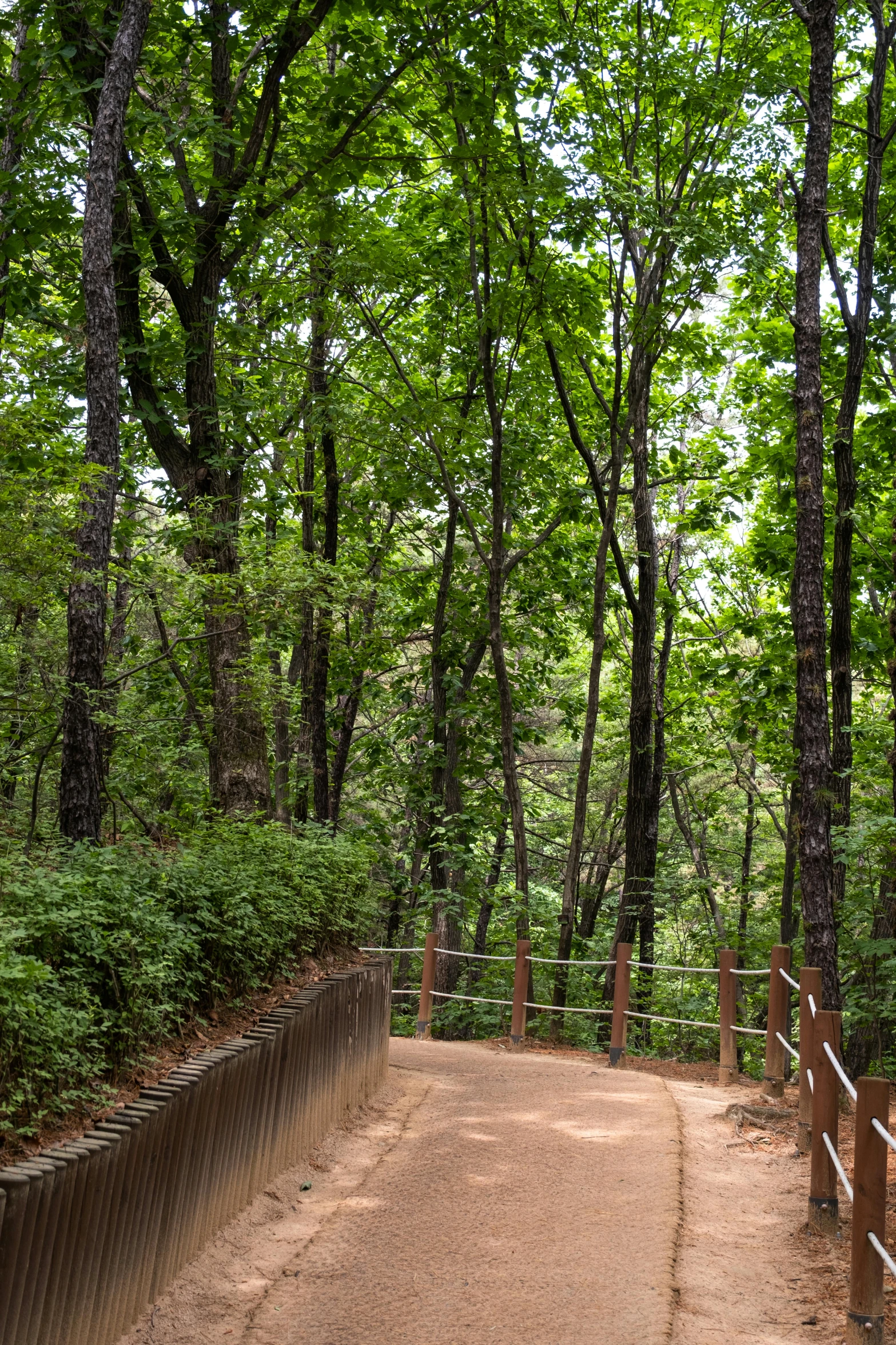 there is a path in the woods that crosses a bridge