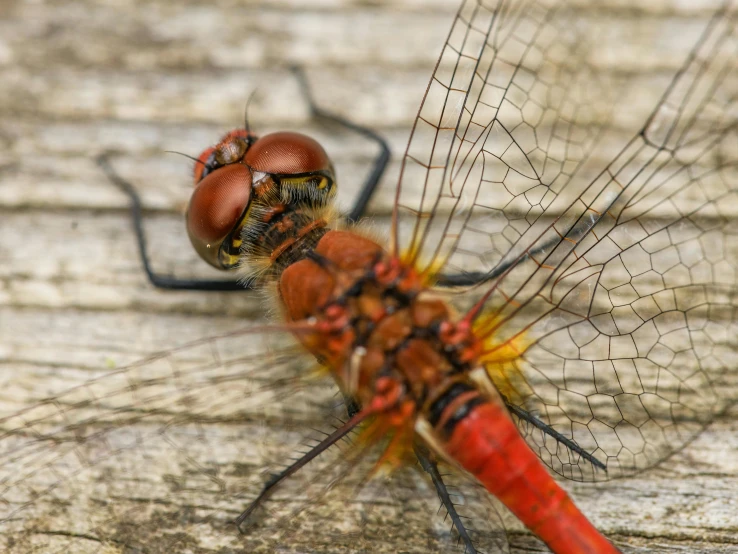 two red dragonflies with black wings on them