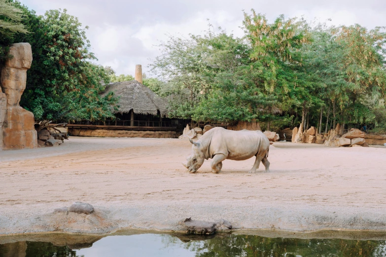 a rhinoceros standing in the shade near some water