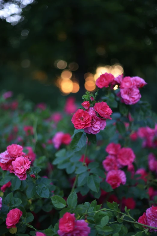 a bush with pink flowers next to the trees