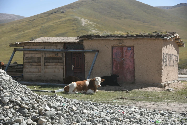 a cow stands in front of a hut with two sheep beside it