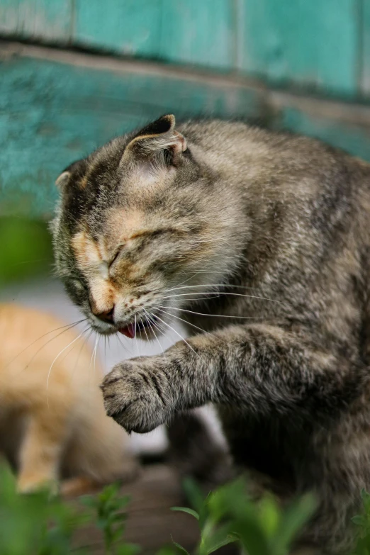 a cat rubbing its chin against the head of another cat