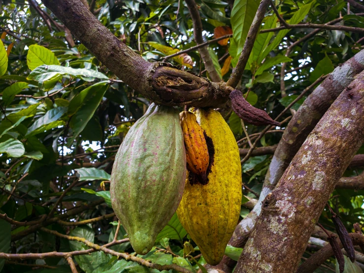 a tree that has some fruit hanging from it