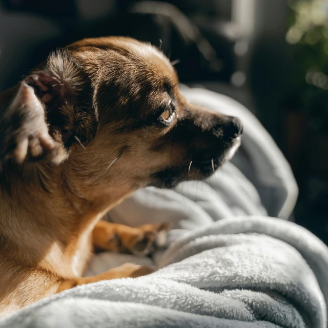 a dog is sitting on a blanket with the sun shining