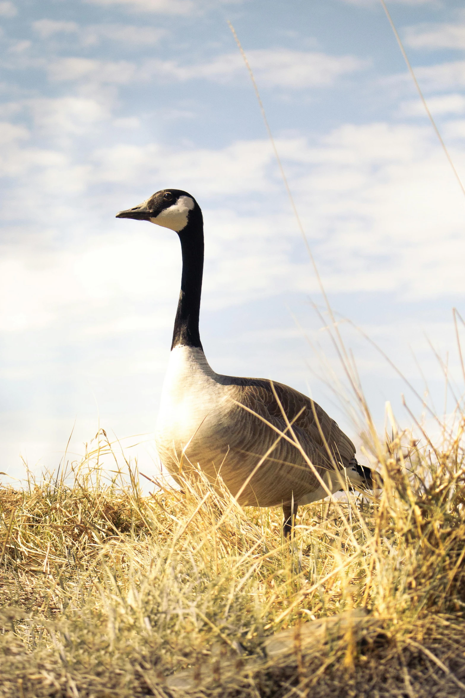 a large duck in the middle of a field