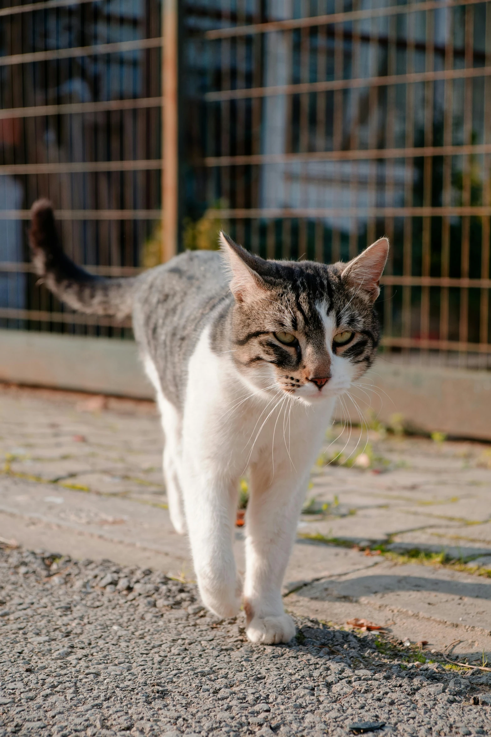 a cat is standing in the middle of the road