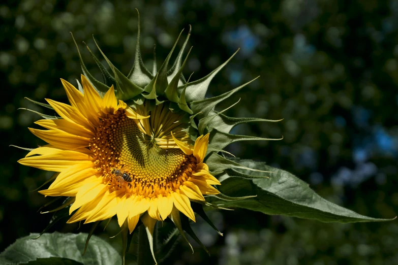 a close up of a sunflower with leaves and sky in the background