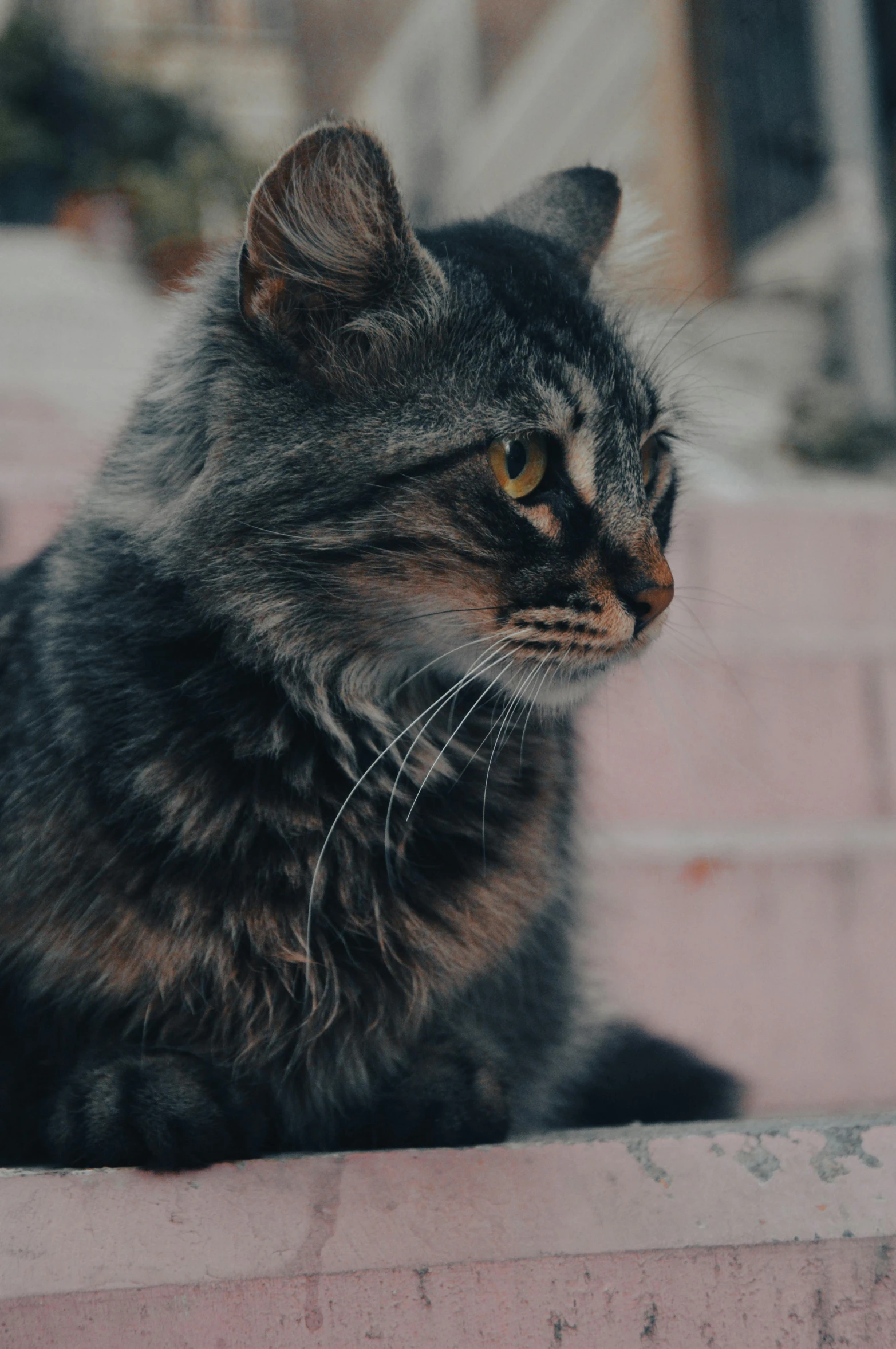 a cat laying down on some brick steps