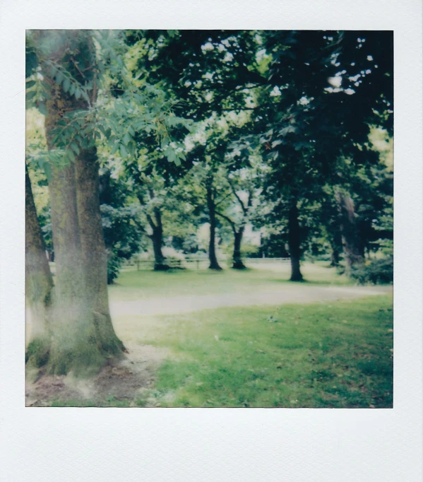 the ground is covered in grass, trees and grass