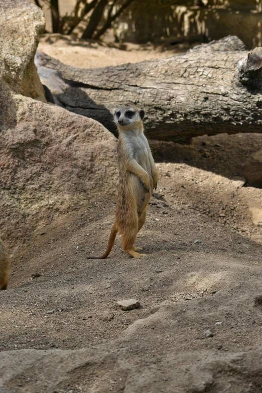 the meerkat is standing on his hind legs