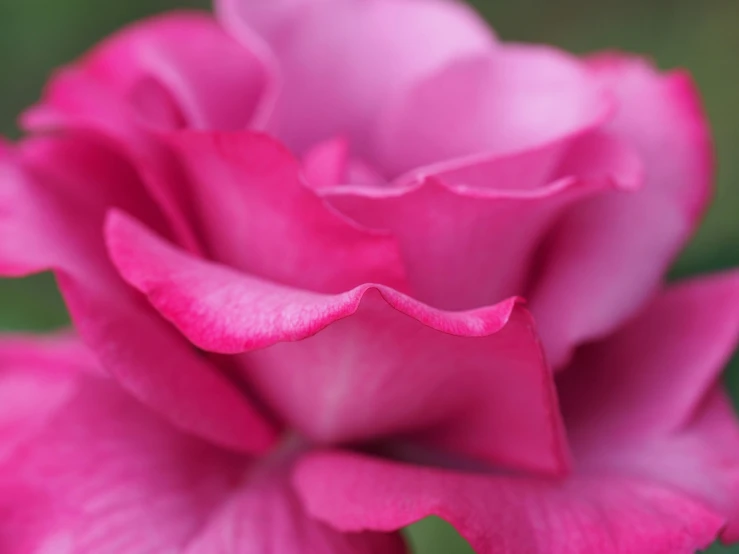a pink rose that is looking like a flower